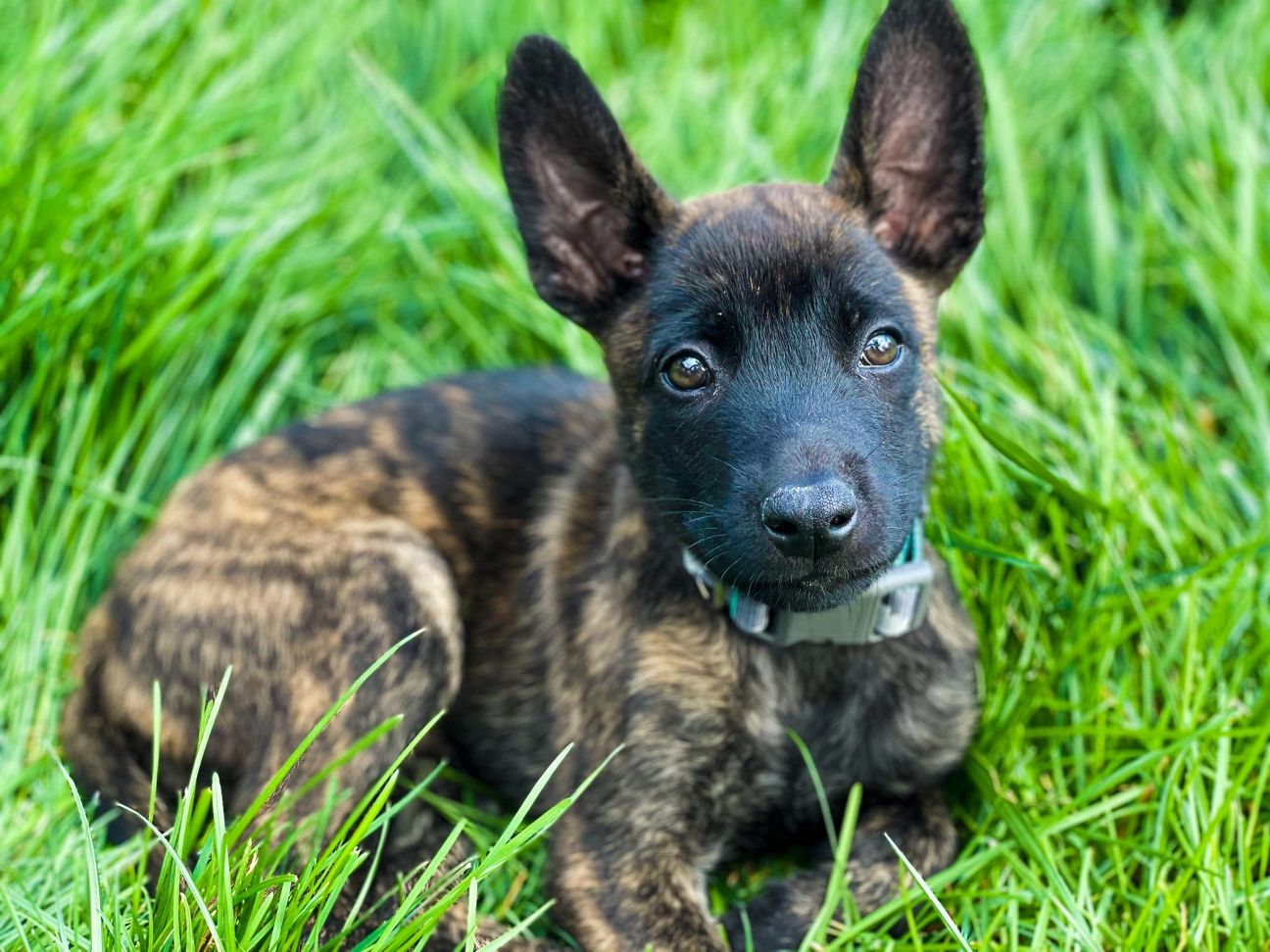 Belgian Malinois X Dutch Shepherd Dog Cross Litter Of Puppies For Sale Belgian Malinois X Dutch Shepherd Dog Cross Litter Of Puppies For Sale